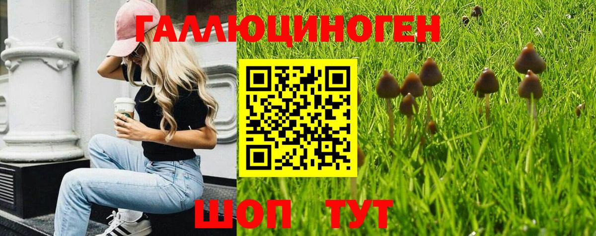 Галлюциногенные грибы Psilocybe Лиски